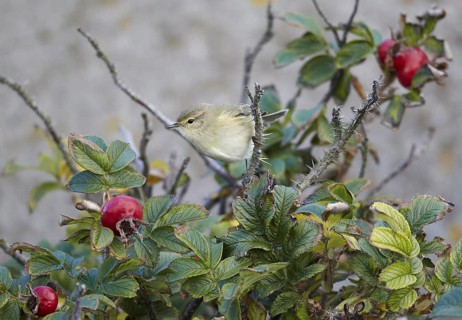Common Chiffchaff (Phylloscopus collybita), Schleswig-Holstein, Germany
