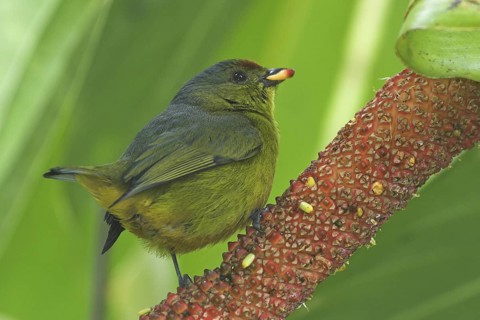 Olive-backed Euphonia (Euphonia gouldi) female, Costa Rica