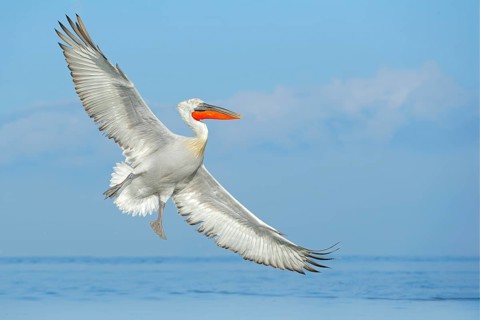 Dalmatian pelican, Pelecanus crispus, landing in Lake Kerkini, Greece. Pelican with open wings.