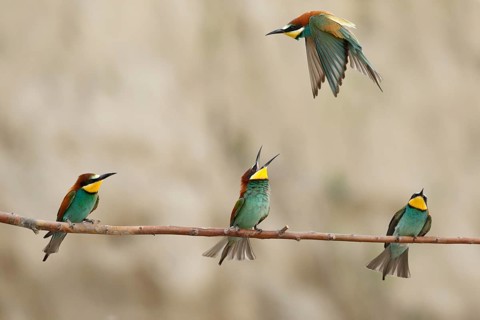 European Bee-eater (Merops apiaster), Piedmont, Italy