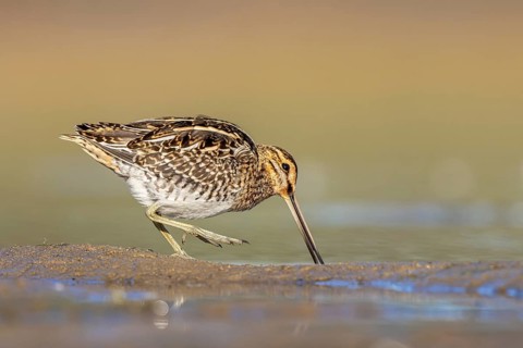 Common Snipe (Gallinago gallinago) foraging, North Rhine-Westphalia, Germany