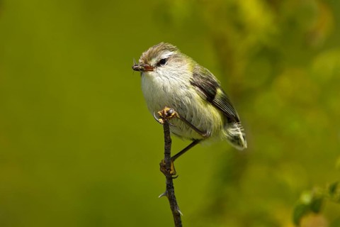 Rifleman (Acanthisitta chloris) male, New Zealand