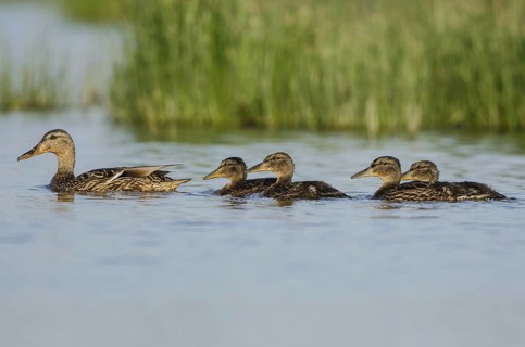 Northern Shoveler (Spatula clypeata) female with juveniles, Schleswig-Holstein, Germany