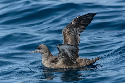 Sooty Shearwater (Ardenna grisea), Californien, USA