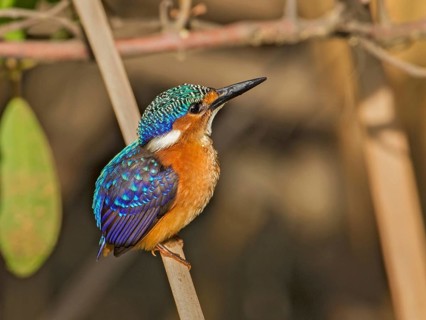 Malachite Kingfisher (Corythornis cristatus), Gambia