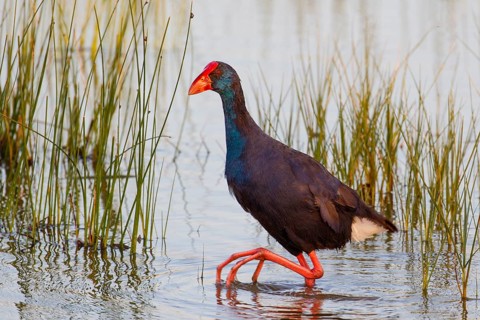 Western Swamphen (Porphyrio porphyrio) foraging, Mallorca, Spain
