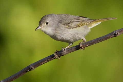 Yellow Warbler (Setophaga petechia) perched on a branch in Cuba