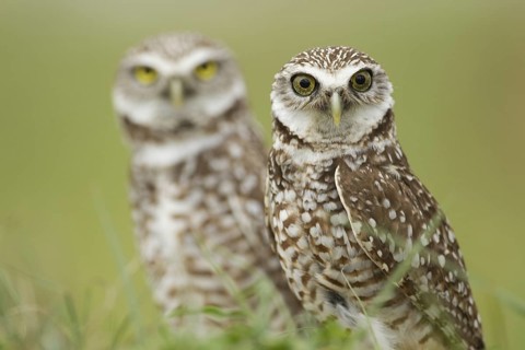 Burrowing Owl (Athene cunicularia), Florida, USA