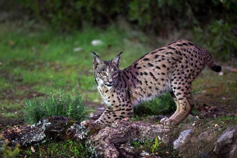 Iberian lynx, Lynx pardinus