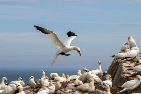 Northern Gannet (Morus bassanus) colony, Saltee Islands, Ireland