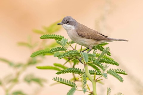 Klappergrasmücke, Lesser Whitethroat, Sylvia curruca, Fauvette babillarde, Curruca Zarcerilla