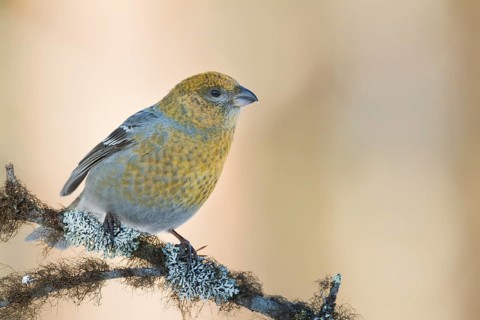 Pine Grosbeak - Hakengimpel - Pinicola enucleator, Finland