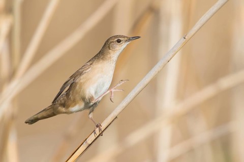 Savis Warbler - Rohrschwirl - Locustella luscinoides, Germany
