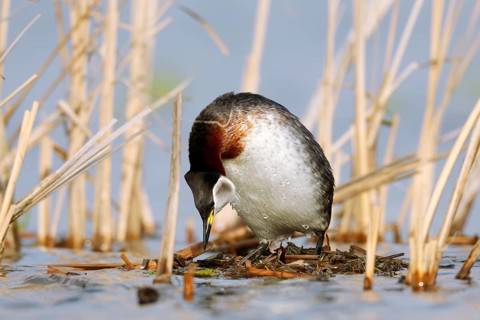 Red-necked Grebe (Podiceps grisegena) invitating to mating on nest, Mecklenburg-Western Pomerania,