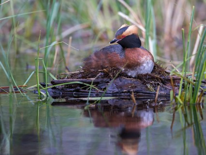 Horned Grebe (Podiceps auritus) on nest, Sweden