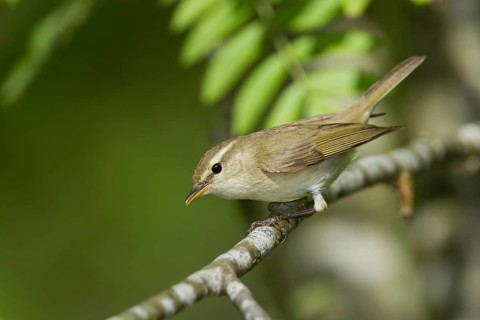 Greenish Warbler - Grünlaubsänger - Phylloscopus trochiloides