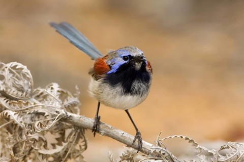 Blue-breasted Fairywren (Malurus pulcherrimus) male, Western Australia, Australia