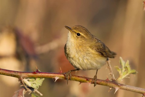 Common Chiffchaff - Zilpzalp - Phylloscopus collybita ssp. collybita, Germany