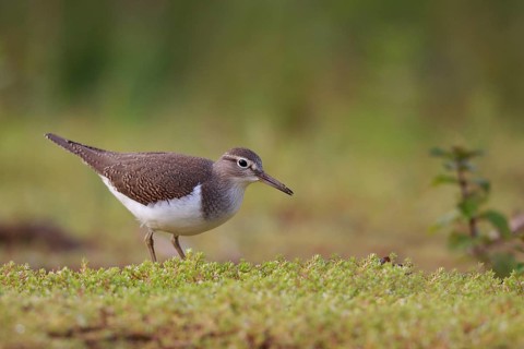 Common Sandpiper (Actitis hypoleucos) foraging, North Rhine-Westphalia, Germany