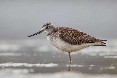 Common Greenshank (Tringa nebularia), North Rhine-Westphalia, Germany