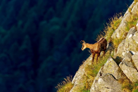 A chamois climbs up a steep rocky slope, in front of a dark forest, chamois, chamois, (Rupicapra