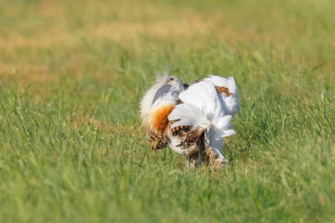 Great Bustard (Otis tarda), mating in a meadow, steppe bird, extremely rare bird species,