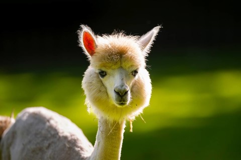 Alpaca (Lama pacos), portrait, captive, Zoo Augsburg, Bavaria, Germany