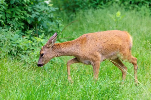 A female roe deer (Capreolus capreolus) crosses a green meadow. Bavaria, Germany
