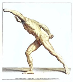 Anatomy, symbolic, man, side view of the gladiator in the Villa Borghese, Rome, Italy, anatomical