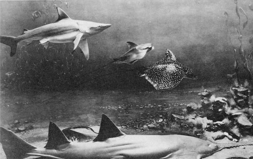 Underwater scene, photomontage ca. 1930s, showing: Grey reef shark (Carcharhinus amblyrhynchos),