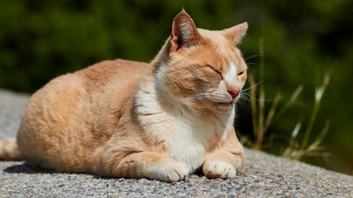 Beige cat enjoying the sun with closed eyes, Kalithea, cat station, Rhodes, Dodecanese, Greek