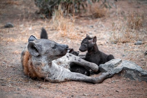 Spotted hyena (Crocuta crocuta), adult female with cubs, lying down, suckling her cubs, Kruger
