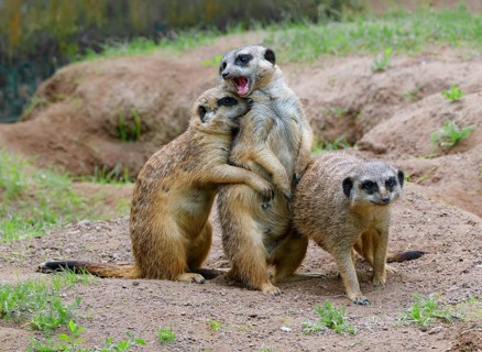 Meerkat (Suricata suricatta), captive, during playful fighting, measuring strength, occurrence