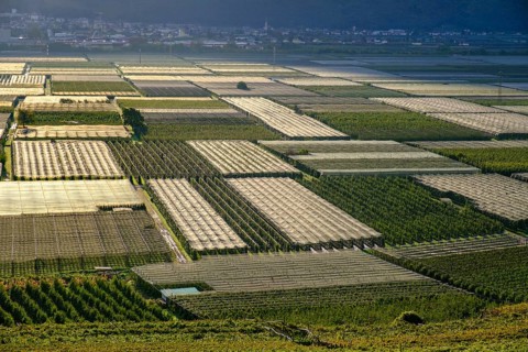Apple orchards, vineyards, hail nets, monoculture, near Tramin an der Weinstraße, Unteretsch, South
