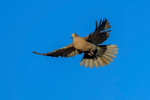 Pigeon flying with wings spread wide against blue sky, Eurasian collared dove (Streptopelia
