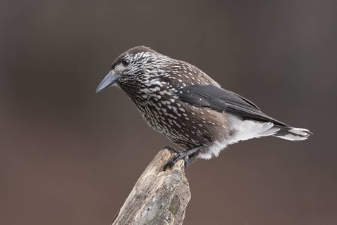 Spotted Nutcracker (Nucifraga caryocatactes), Carinthia, Austria