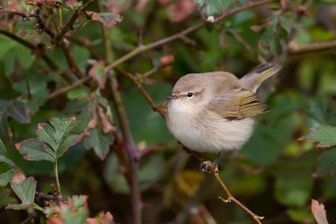 Common Chiffchaff - Zilpzalp - Phylloscopus collybita ssp. collybita, Germany, birc calling like