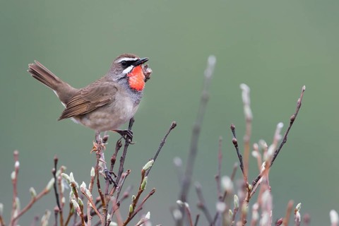 Siberian Rubythroat - Rubinkehlchen - Luscinia calliope, Russia (Ural), adult male