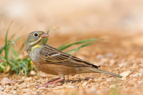 Ortolan, Ortolan Bunting, Emberiza hortulana, Bruant ortolan, Escribano Hortelano