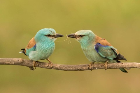 European Roller (Coracias garrulus) pair perched on a branch, Serbia