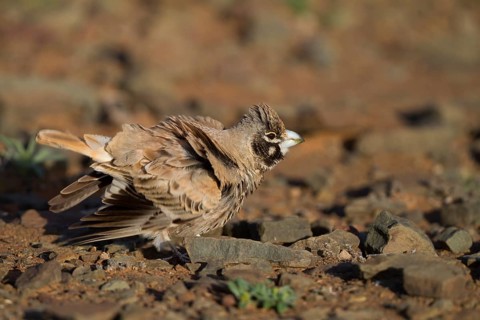 Thick-billed Lark - Knackerlerche - Rhamphocory clotbey, Morocco, male