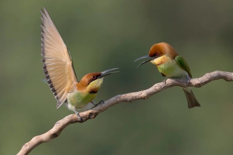 Chestnut-headed Bee-eater (Merops leschenaulti) disputing, perched on a branch, Penang, Malaysia
