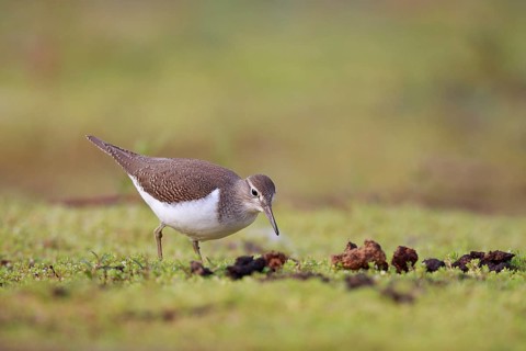 Common Sandpiper (Actitis hypoleucos) foraging, North Rhine-Westphalia, Germany