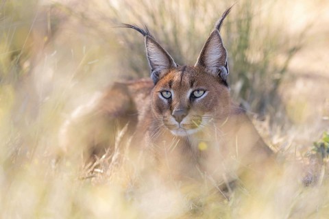 Caracal (Caracal caracal) portrait, Castile-La Mancha, Spain