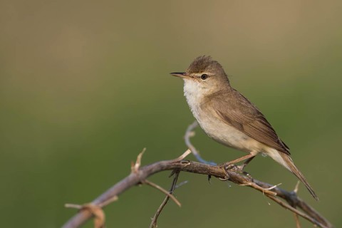 Blyths Reed Warbler - Buschrohrsänger - Acrocephalus dumetorum, Russia (Ural)