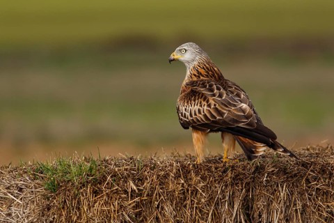 Red Kite (Milvus milvus), perched on a bale, Castile and Leon, Spain