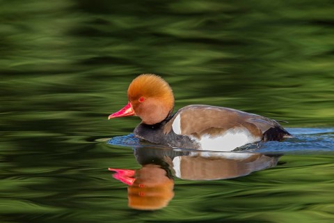 Kolbenente, Red-crested Pochard, Netta rufina, Nette rousse, Pato Colorado