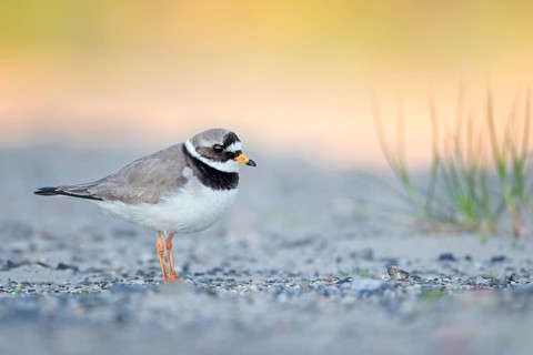 Common Ringed Plover (Charadrius hiaticula), Texel, Netherlands