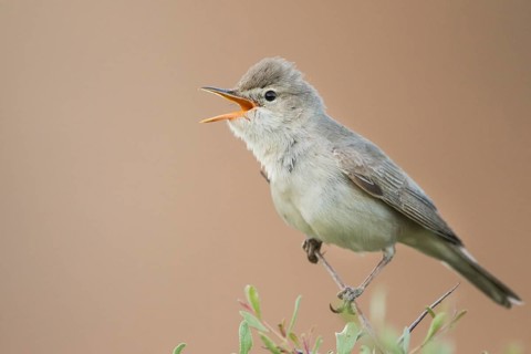 Uppchers Warbler - Dornspötter - Hippolais languida, Kyrgyzstan