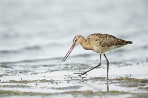 Black-tailed Godwit (Limosa limosa melanuroides) juvenile foraging at shoreline, Dornod-Aimag,
